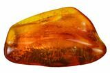 Detailed Male Fossil Fly (Chironomidae) In Baltic Amber #170092-1